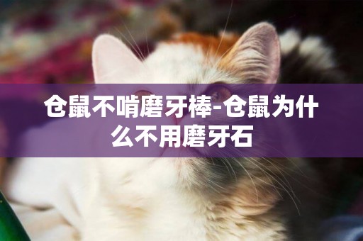 倉鼠不啃磨牙棒-倉鼠為什么不用磨牙石