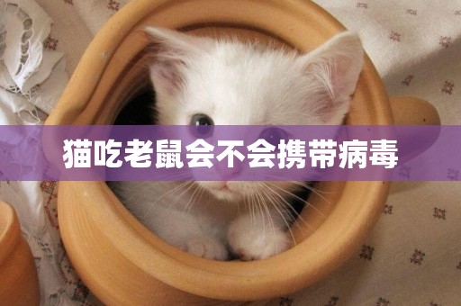 貓吃老鼠會不會攜帶病毒