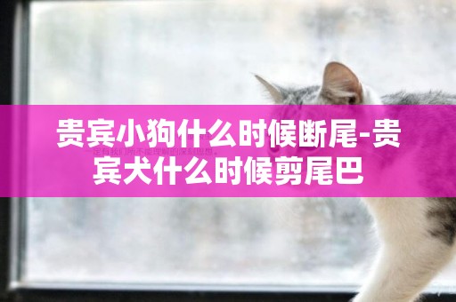 貴賓小狗什么時候斷尾-貴賓犬什么時候剪尾巴