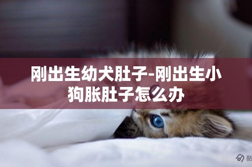 剛出生幼犬肚子-剛出生小狗脹肚子怎么辦