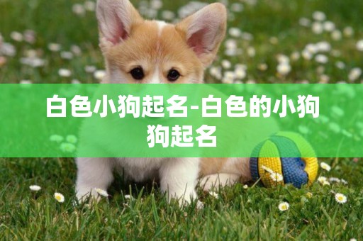 白色小狗起名-白色的小狗狗起名