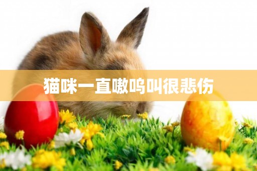 貓咪一直嗷嗚叫很悲傷