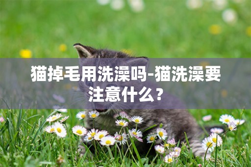 貓掉毛用洗澡嗎-貓洗澡要注意什么？