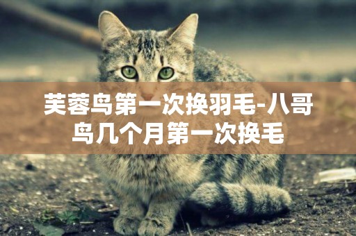 芙蓉鳥第一次換羽毛-八哥鳥幾個月第一次換毛