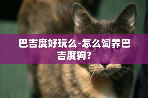 巴吉度好玩么-怎么飼養巴吉度狗？