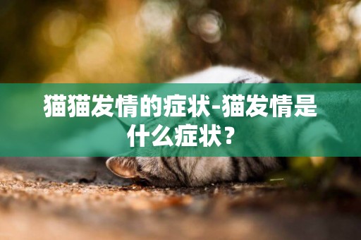 貓貓發情的癥狀-貓發情是什么癥狀？