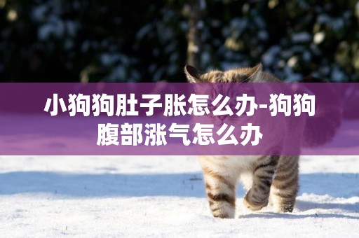 小狗狗肚子脹怎么辦-狗狗腹部漲氣怎么辦