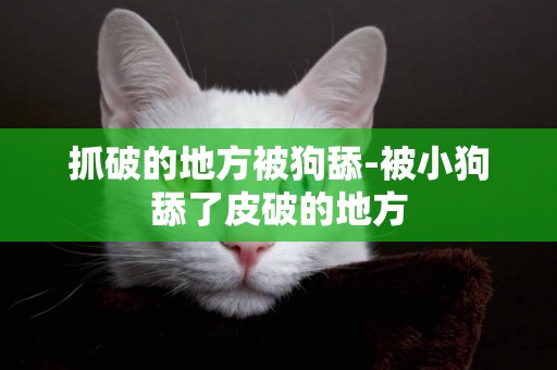 抓破的地方被狗舔-被小狗舔了皮破的地方