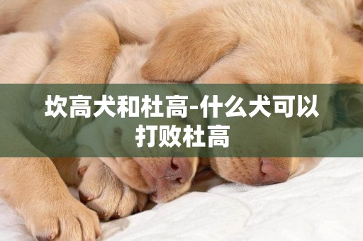 坎高犬和杜高-什么犬可以打敗杜高