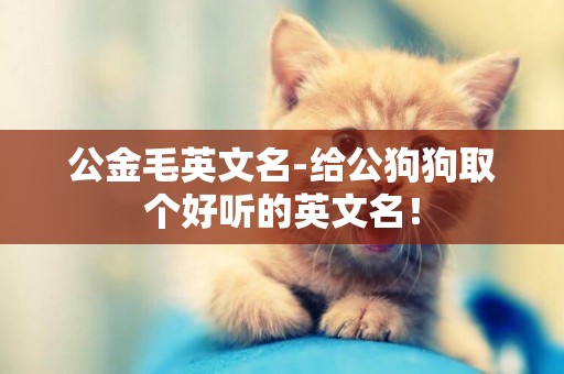 公金毛英文名-給公狗狗取個好聽的英文名！