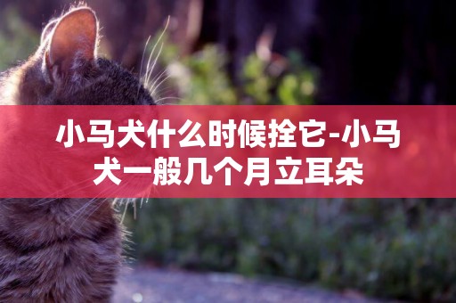 小馬犬什么時候拴它-小馬犬一般幾個月立耳朵