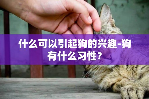 什么可以引起狗的興趣-狗有什么習性？