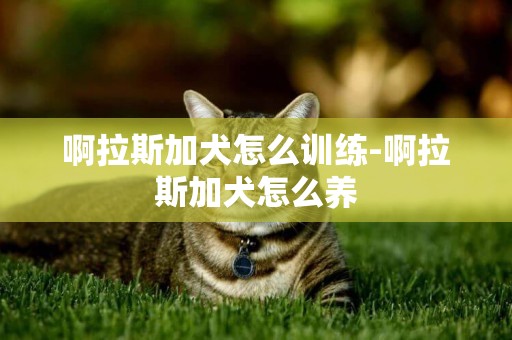 啊拉斯加犬怎么訓練-啊拉斯加犬怎么養