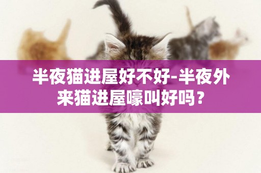 半夜貓進屋好不好-半夜外來貓進屋嚎叫好嗎？