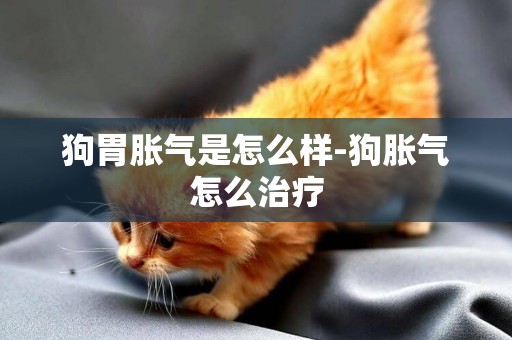 狗胃脹氣是怎么樣-狗脹氣怎么治療
