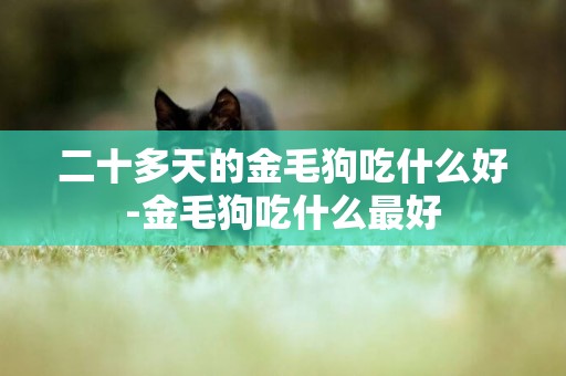 二十多天的金毛狗吃什么好-金毛狗吃什么最好