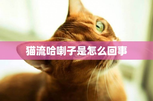 貓流哈喇子是怎么回事