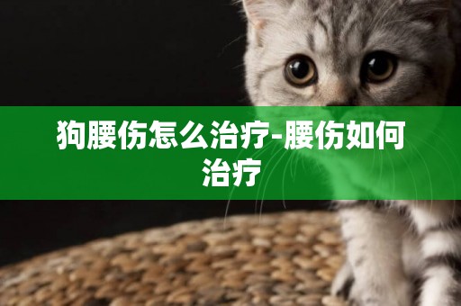 狗腰傷怎么治療-腰傷如何治療