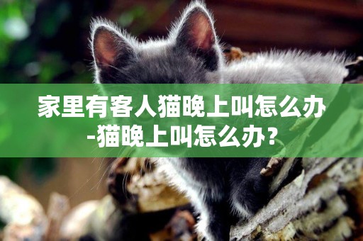 家里有客人貓晚上叫怎么辦-貓晚上叫怎么辦？