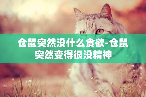 倉鼠突然沒什么食欲-倉鼠突然變得很沒精神