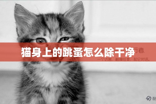 貓身上的跳蚤怎么除干凈