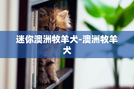 迷你澳洲牧羊犬-澳洲牧羊犬