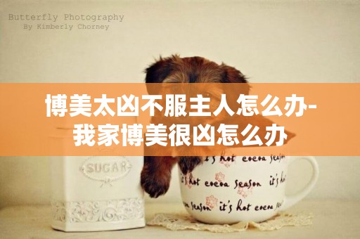 博美太兇不服主人怎么辦-我家博美很兇怎么辦