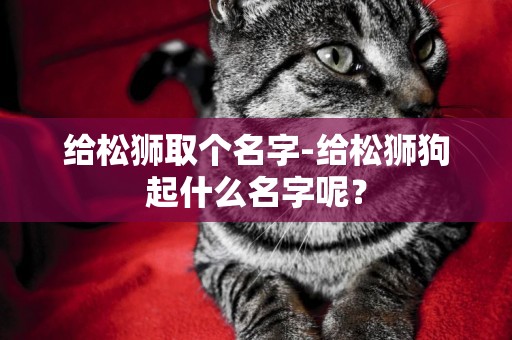 給松獅取個名字-給松獅狗起什么名字呢？