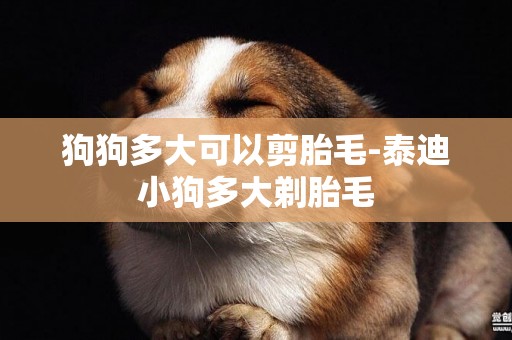 狗狗多大可以剪胎毛-泰迪小狗多大剃胎毛