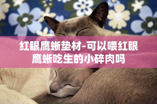 紅眼鷹蜥墊材-可以喂紅眼鷹蜥吃生的小碎肉嗎