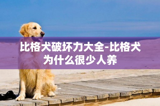 比格犬破壞力大全-比格犬為什么很少人養