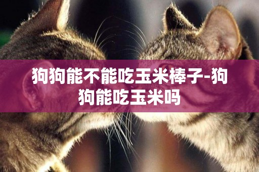 狗狗能不能吃玉米棒子-狗狗能吃玉米嗎