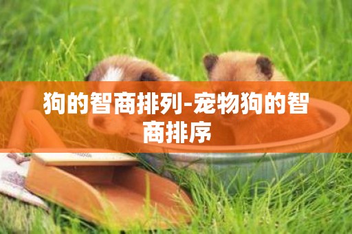 狗的智商排列-寵物狗的智商排序