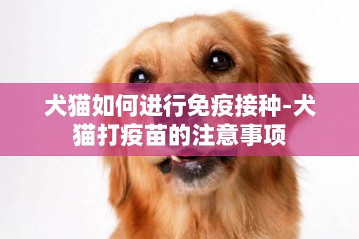 犬貓如何進行免疫接種-犬貓打疫苗的注意事項