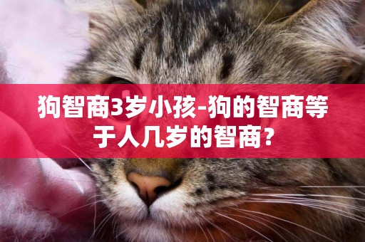 狗智商3歲小孩-狗的智商等于人幾歲的智商？