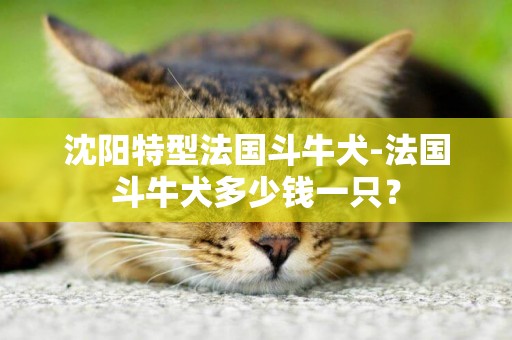 沈陽特型法國斗牛犬-法國斗牛犬多少錢一只？