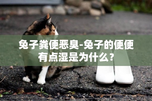 兔子糞便惡臭-兔子的便便有點濕是為什么？