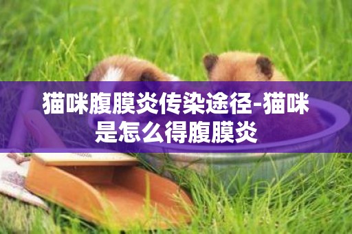 貓咪腹膜炎傳染途徑-貓咪是怎么得腹膜炎