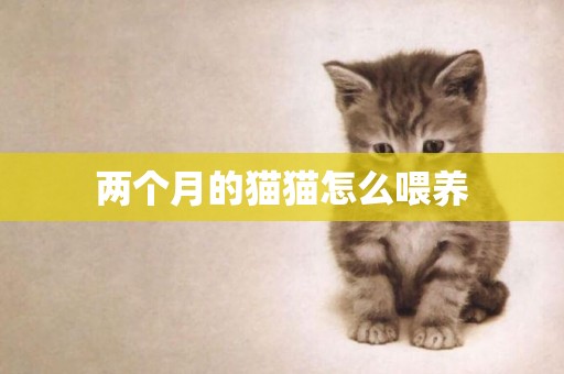 兩個月的貓貓怎么喂養