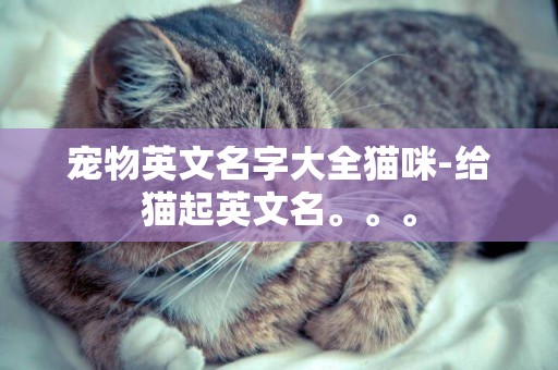 寵物英文名字大全貓咪-給貓起英文名。。。