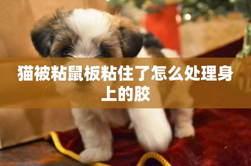 貓被粘鼠板粘住了怎么處理身上的膠