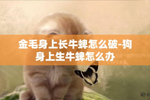 金毛身上長牛蜱怎么破-狗身上生牛蜱怎么辦