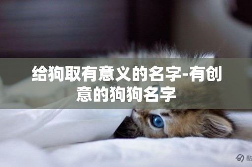給狗取有意義的名字-有創意的狗狗名字