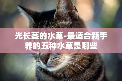 光長莖的水草-最適合新手養的五種水草是哪些