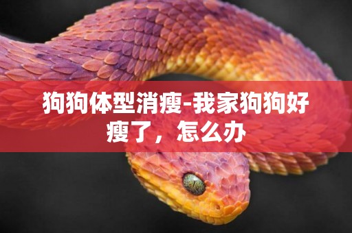 狗狗體型消瘦-我家狗狗好瘦了，怎么辦