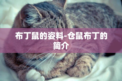 布丁鼠的姿料-倉鼠布丁的簡介