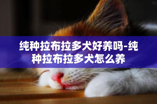 純種拉布拉多犬好養嗎-純種拉布拉多犬怎么養