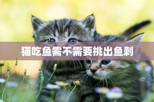 貓吃魚需不需要挑出魚刺