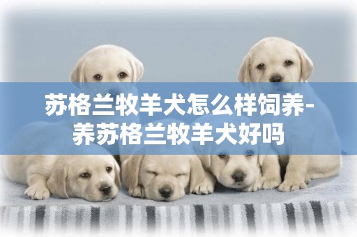 蘇格蘭牧羊犬怎么樣飼養-養蘇格蘭牧羊犬好嗎