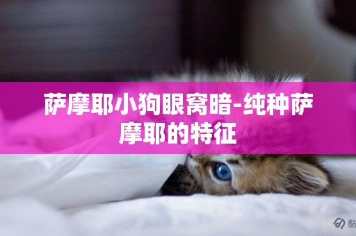 薩摩耶小狗眼窩暗-純種薩摩耶的特征